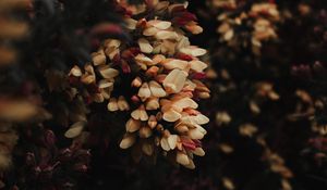 Preview wallpaper flowers, bush, plant, flowering