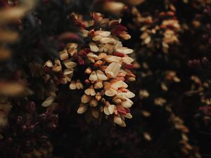 Preview wallpaper flowers, bush, plant, flowering