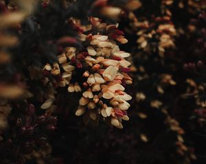 Preview wallpaper flowers, bush, plant, flowering