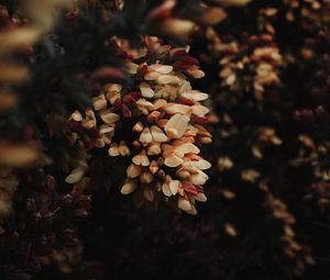 Preview wallpaper flowers, bush, plant, flowering