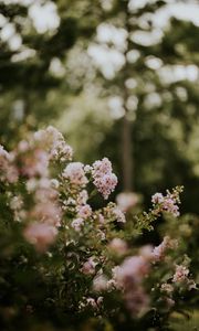 Preview wallpaper flowers, bushes, branches, flowering