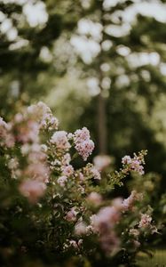 Preview wallpaper flowers, bushes, branches, flowering
