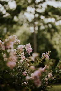 Preview wallpaper flowers, bushes, branches, flowering