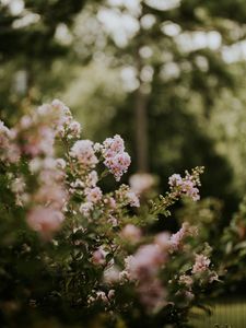 Preview wallpaper flowers, bushes, branches, flowering