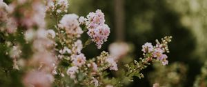 Preview wallpaper flowers, bushes, branches, flowering