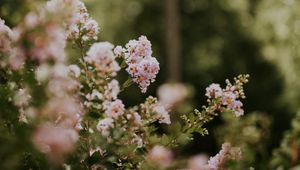 Preview wallpaper flowers, bushes, branches, flowering