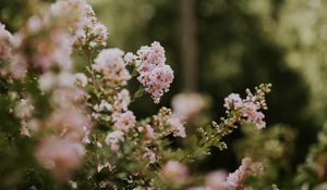 Preview wallpaper flowers, bushes, branches, flowering