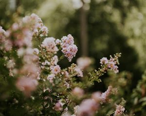 Preview wallpaper flowers, bushes, branches, flowering