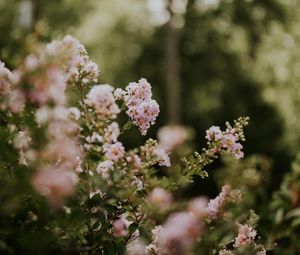 Preview wallpaper flowers, bushes, branches, flowering