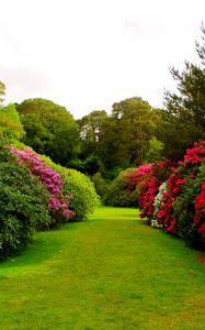 Preview wallpaper flowers, bushes, lawn, grass, buds, garden