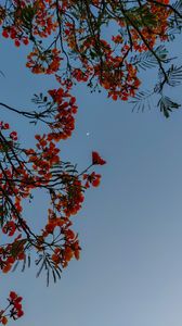 Preview wallpaper flowers, bushes, moon, sky