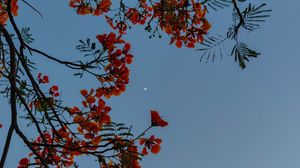 Preview wallpaper flowers, bushes, moon, sky
