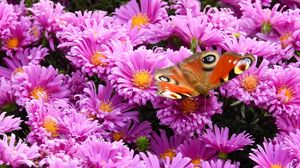 Preview wallpaper flowers, butterfly, bright