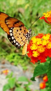 Preview wallpaper flowers, butterfly, fly, bright, leaves