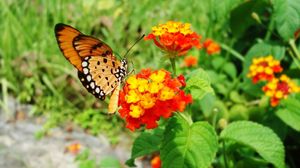 Preview wallpaper flowers, butterfly, fly, bright, leaves