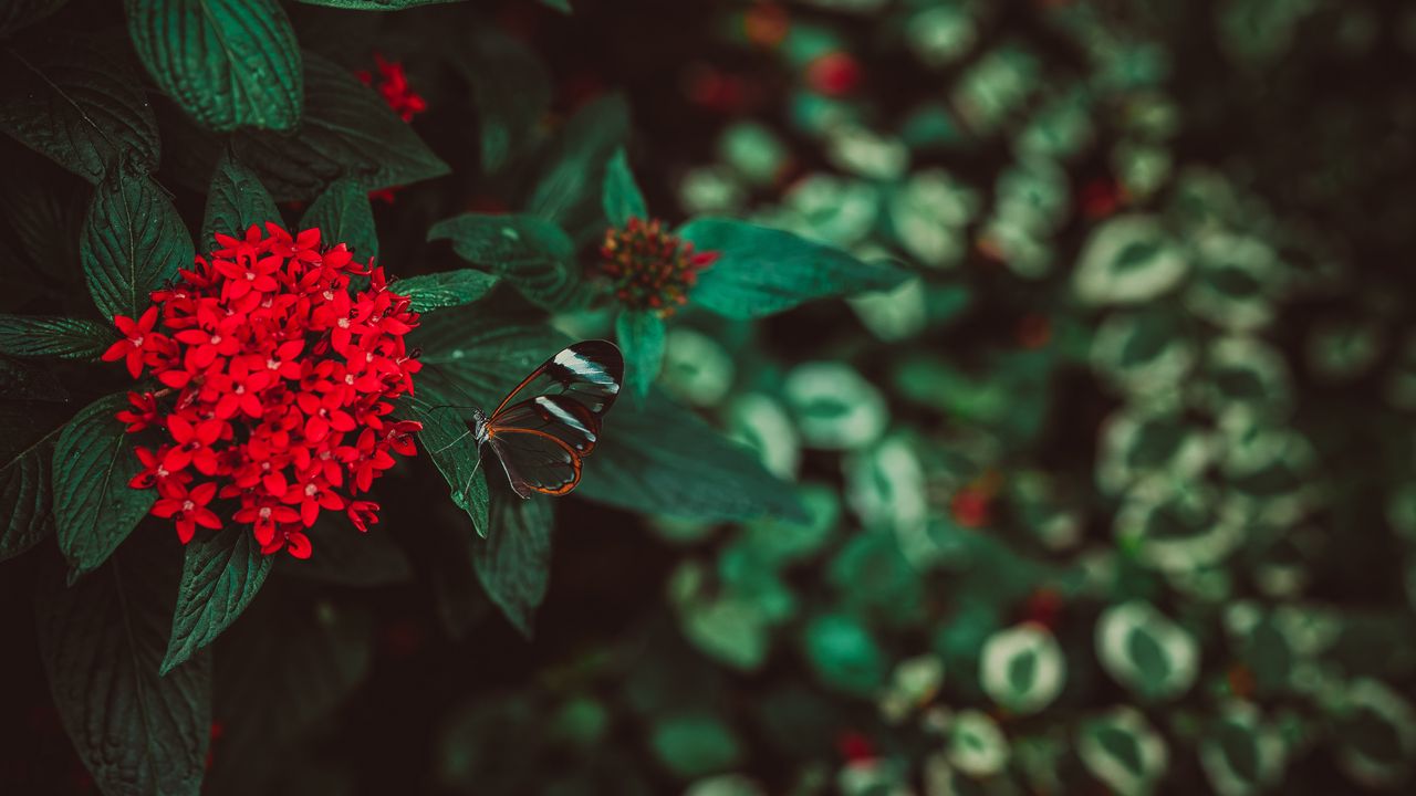 Wallpaper flowers, butterfly, inflorescence, red, plant