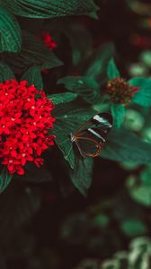 Preview wallpaper flowers, butterfly, inflorescence, red, plant