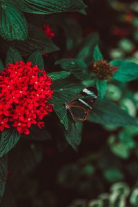 Preview wallpaper flowers, butterfly, inflorescence, red, plant