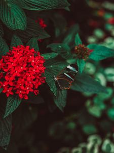 Preview wallpaper flowers, butterfly, inflorescence, red, plant