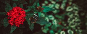 Preview wallpaper flowers, butterfly, inflorescence, red, plant