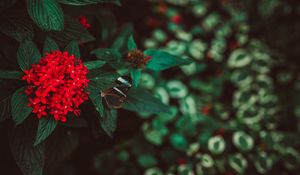 Preview wallpaper flowers, butterfly, inflorescence, red, plant