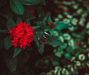 Preview wallpaper flowers, butterfly, inflorescence, red, plant