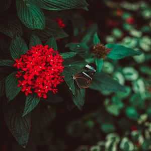 Preview wallpaper flowers, butterfly, inflorescence, red, plant