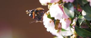 Preview wallpaper flowers, butterfly, insect