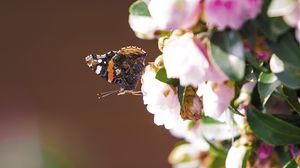 Preview wallpaper flowers, butterfly, insect