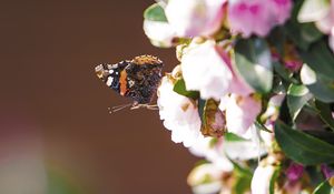 Preview wallpaper flowers, butterfly, insect