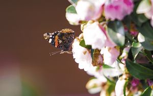 Preview wallpaper flowers, butterfly, insect