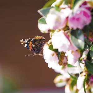 Preview wallpaper flowers, butterfly, insect