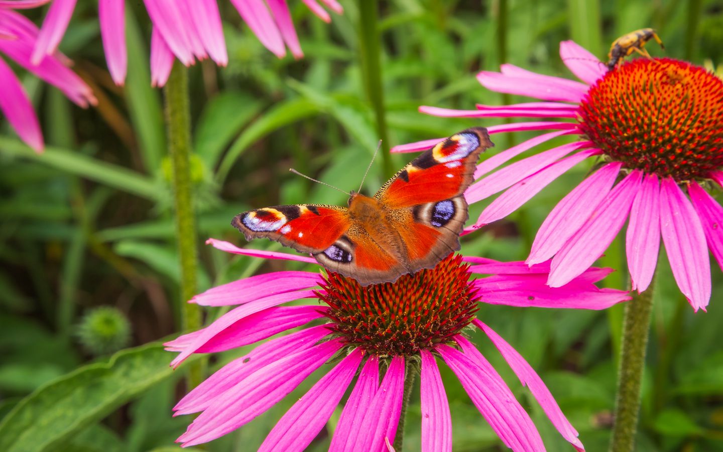1440x900 Wallpaper flowers, butterfly, petals, macro, plants