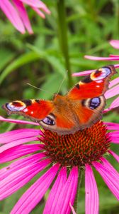 Preview wallpaper flowers, butterfly, petals, macro, plants