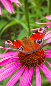 Preview wallpaper flowers, butterfly, petals, macro, plants
