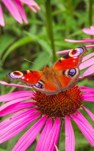 Preview wallpaper flowers, butterfly, petals, macro, plants