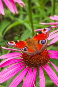 Preview wallpaper flowers, butterfly, petals, macro, plants