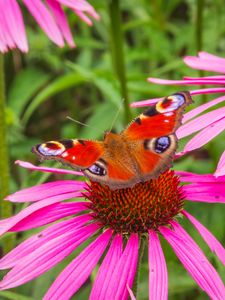 Preview wallpaper flowers, butterfly, petals, macro, plants