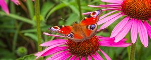 Preview wallpaper flowers, butterfly, petals, macro, plants
