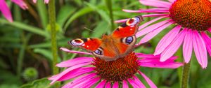 Preview wallpaper flowers, butterfly, petals, macro, plants