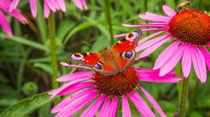 Preview wallpaper flowers, butterfly, petals, macro, plants