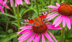 Preview wallpaper flowers, butterfly, petals, macro, plants