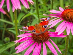 Preview wallpaper flowers, butterfly, petals, macro, plants