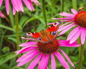 Preview wallpaper flowers, butterfly, petals, macro, plants