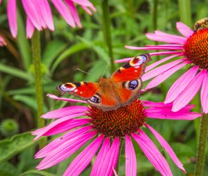 Preview wallpaper flowers, butterfly, petals, macro, plants