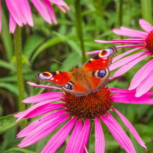 Preview wallpaper flowers, butterfly, petals, macro, plants