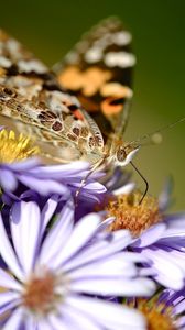 Preview wallpaper flowers, butterfly, wings, pattern, small