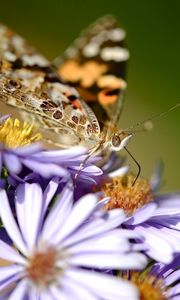 Preview wallpaper flowers, butterfly, wings, pattern, small