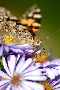 Preview wallpaper flowers, butterfly, wings, pattern, small