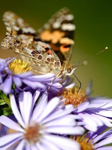 Preview wallpaper flowers, butterfly, wings, pattern, small